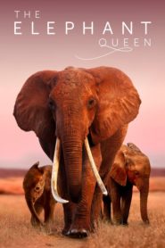 The Elephant Queen (2019) izle