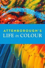 Attenborough’s Life in Colour (Türkçe Dublaj)