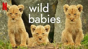 Wild Babies 1. Sezon 6. Bölüm (Türkçe Dublaj) izle